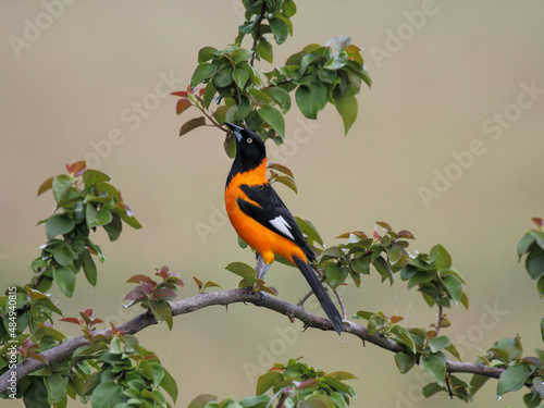 Campo Troupial - Icterus jamacaii - corrupião