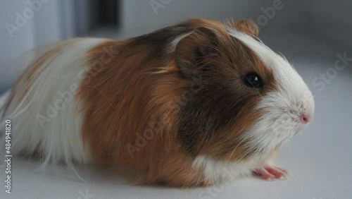 Guinea pig moving nose close up