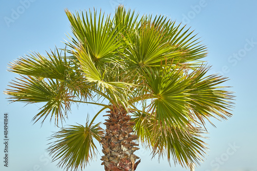 Palm tree next to hotel in Turkey on the shores of the mediterranean sea © jteivans