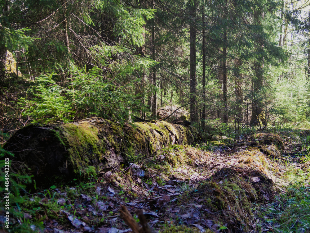 Old log in the forest overgrown with moss. Old log in the forest overgrown with moss.