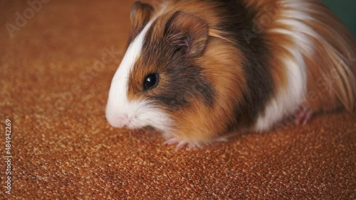 Guinea pig eats cucumber on brown background