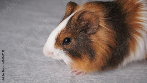 Guinea pig eats cucumber close up