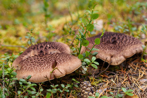 Sarcodon imbricatus. Hidno imbricated mushrooms in pine forest. photo