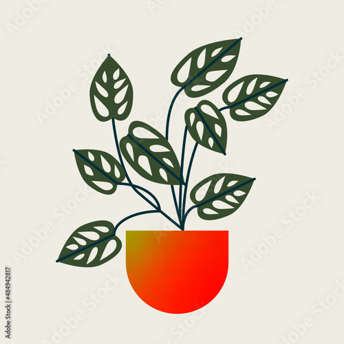 Monstera con hojas. Planta tropical aislada en vector