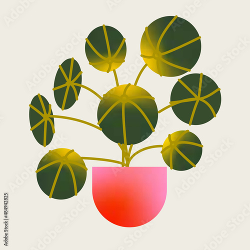 Pilea con hojas. Planta tropical aislada en vector de interior