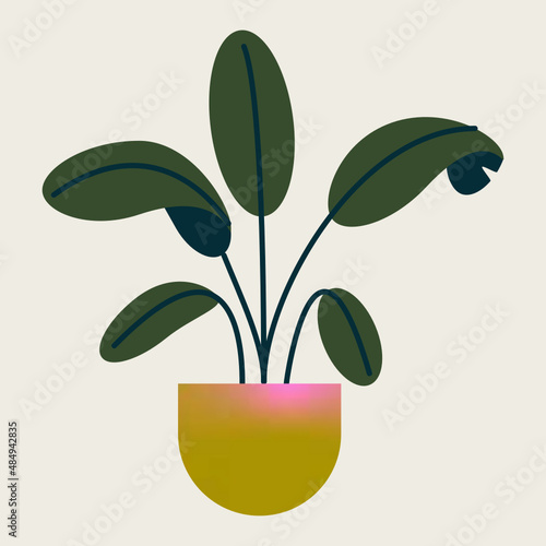 Platanero u oreja de elefante con hojas. Planta tropical aislada en vector de interior