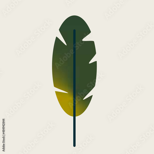 Platanero u oreja de elefante con hojas. Planta tropical aislada en vector de interior