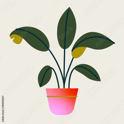 Platanero u oreja de elefante con hojas. Planta tropical aislada en vector de interior