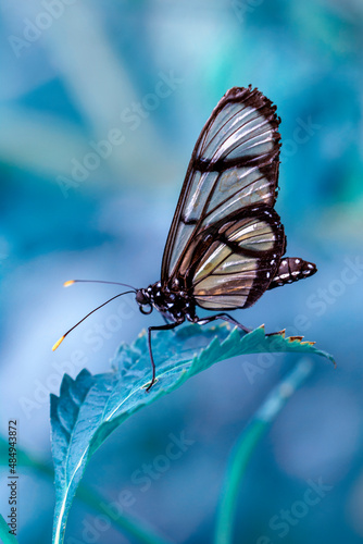 Closeup beautiful glasswing Butterfly (Greta oto) in a summer garden.© blackdiamond67