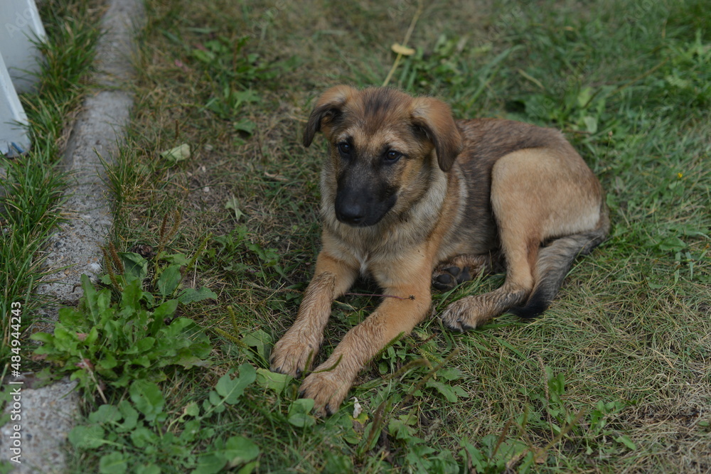 a brown puppy that is three months old lies on the grass a brown puppy that is three months old lies on the grass