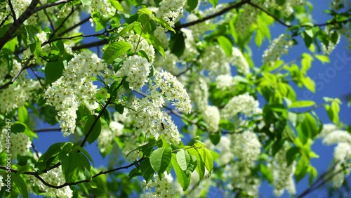 Beautiful bird cherry blossoms in spring tree. Bird cherry branches covered with small white flowers sway in wind. Sunlit flowering branches of bird-cherry trees in sunny spring day. 4K video