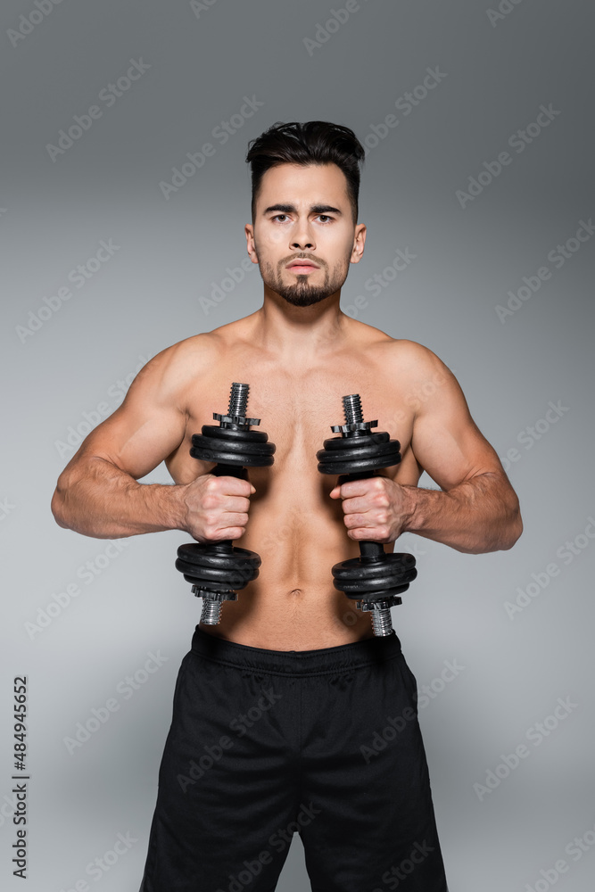 shirtless and muscular sportsman working out with dumbbells on grey. shirtless and muscular sportsman working out with dumbbells on grey.