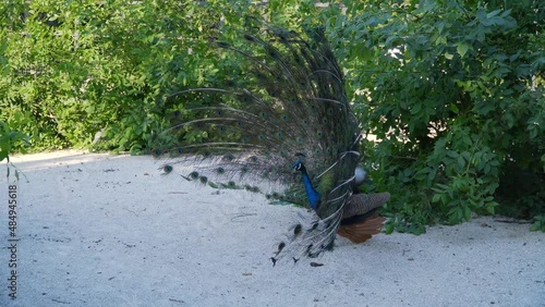 An adult peacock has spread its bright colored tail and is walking freely in the city park.