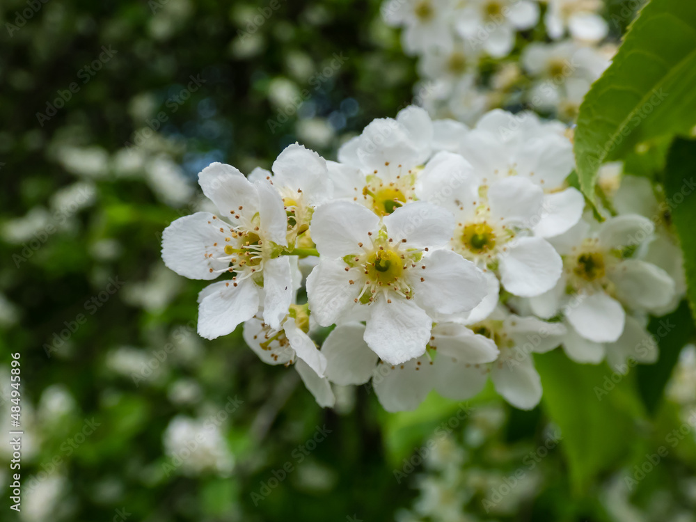 Close-up shot of white flowers of small tree the Bird cherry, hackberry, hagberry or Mayday tree (Prunus padus) in full bloom. Fragrant white flowers in pendulous clusters (racemes) in spring Close-up shot of white flowers of small tree the Bird cherry, hackberry, hagberry or Mayday tree (Prunus padus) in full bloom. Fragrant white flowers in pendulous clusters (racemes) in spring