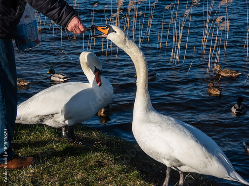 Adult male feeding loaf of bread from hand to a couple of the Mute swan (cygnus olor) who didn't migrate and stayed in a lake in winter and early spring photo