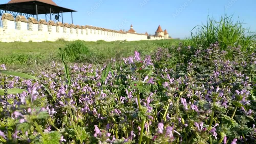blooming wild grass on a clear sunny day in spring. blades of grass sway a little in the wind. in the background you can see the wall and towers of an ancient fortress