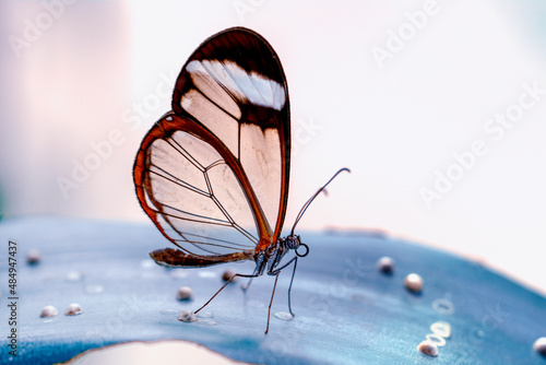 Closeup   beautiful  glasswing Butterfly  Greta oto  in a summer garden.  