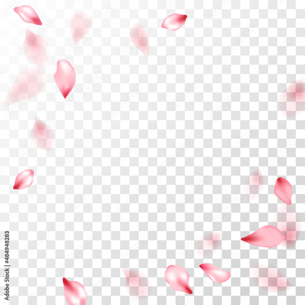 Pink sakura petals falling vector graphics.