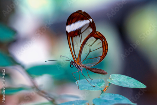 Closeup   beautiful  glasswing Butterfly (Greta oto) in a summer garden.   © blackdiamond67