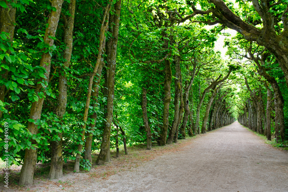 Obraz premium Pfad durch eine Buchenallee