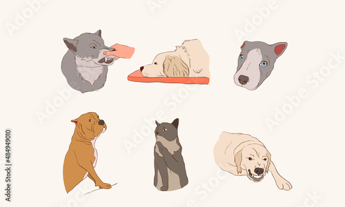 Fototapeta Naklejka Na Ścianę i Meble -  Set of funny animal characters. Isolated Cute animal print. Drawn fun poses. Hand-drawn funny wild and domestic animals. Vector illustration