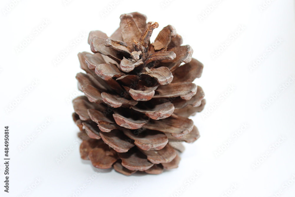 pine cone pine cone