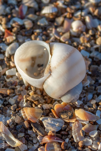 clam shells, seashells on the shore