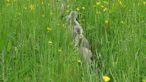 family of mute swans on the march 