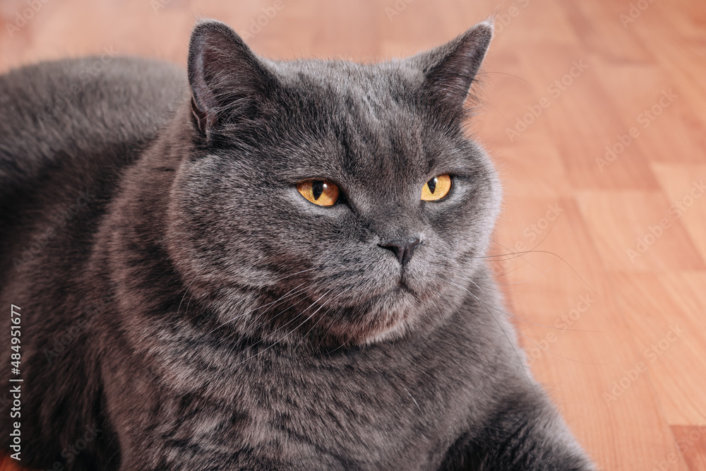 Big gray cat of the British breed sitting on the wooden floor in the apartment