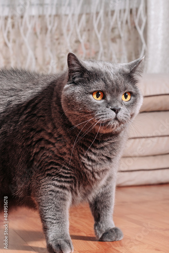 Big gray cat of the British breed sitting on the wooden floor in the apartment
