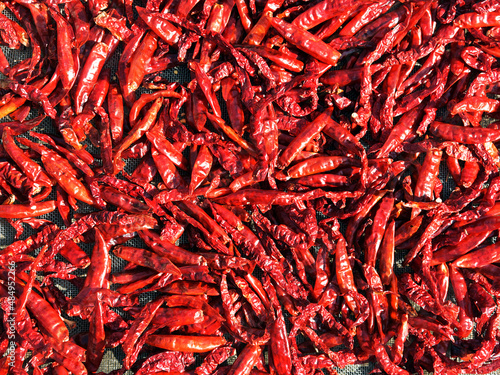 Drying red chilies in a solar tunnel dyer. 