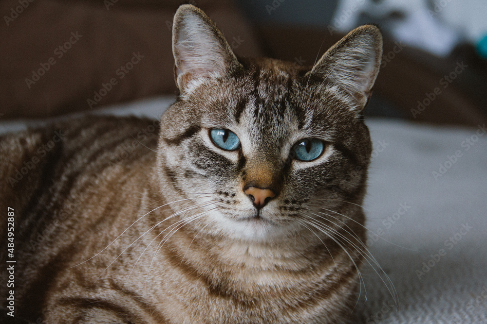 cat cat