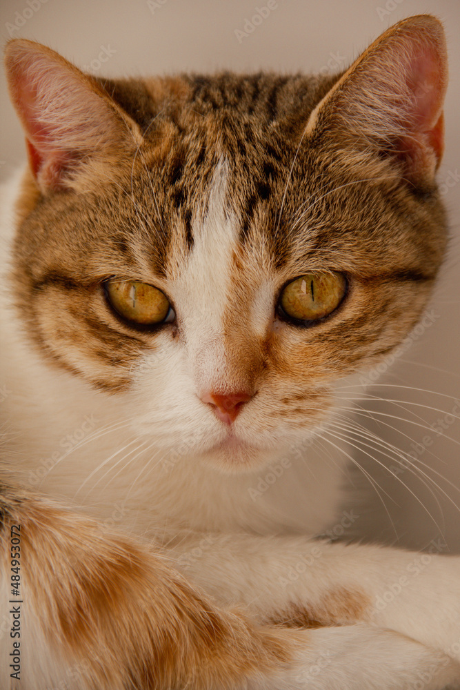 cat cat