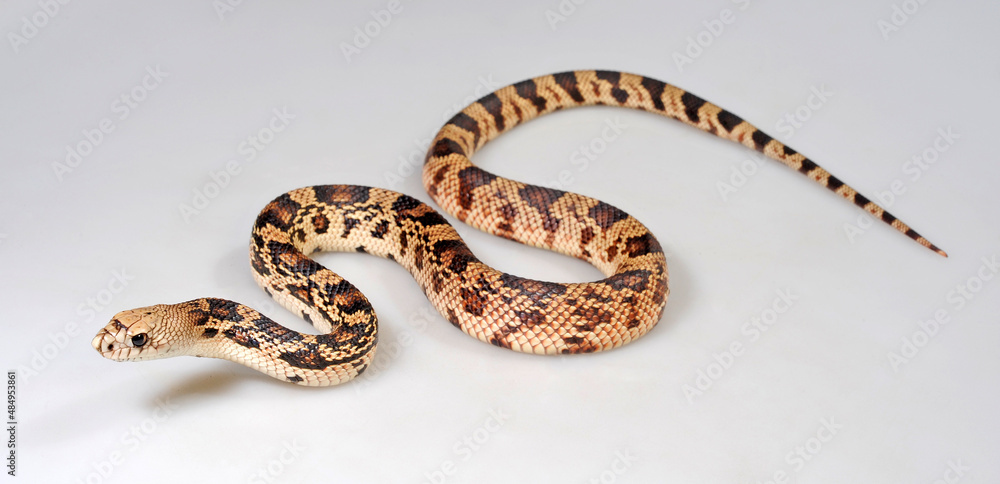 Nördliche Kiefernnatter, Bullennatter // Pine snake, bullsnake (Pituophis melanoleucus) Nördliche Kiefernnatter, Bullennatter // Pine snake, bullsnake (Pituophis melanoleucus)