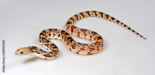 Nördliche Kiefernnatter, Bullennatter // Pine snake, bullsnake (Pituophis melanoleucus)