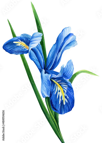 iris watercolor, flower illustration, botanical painting, summer flora