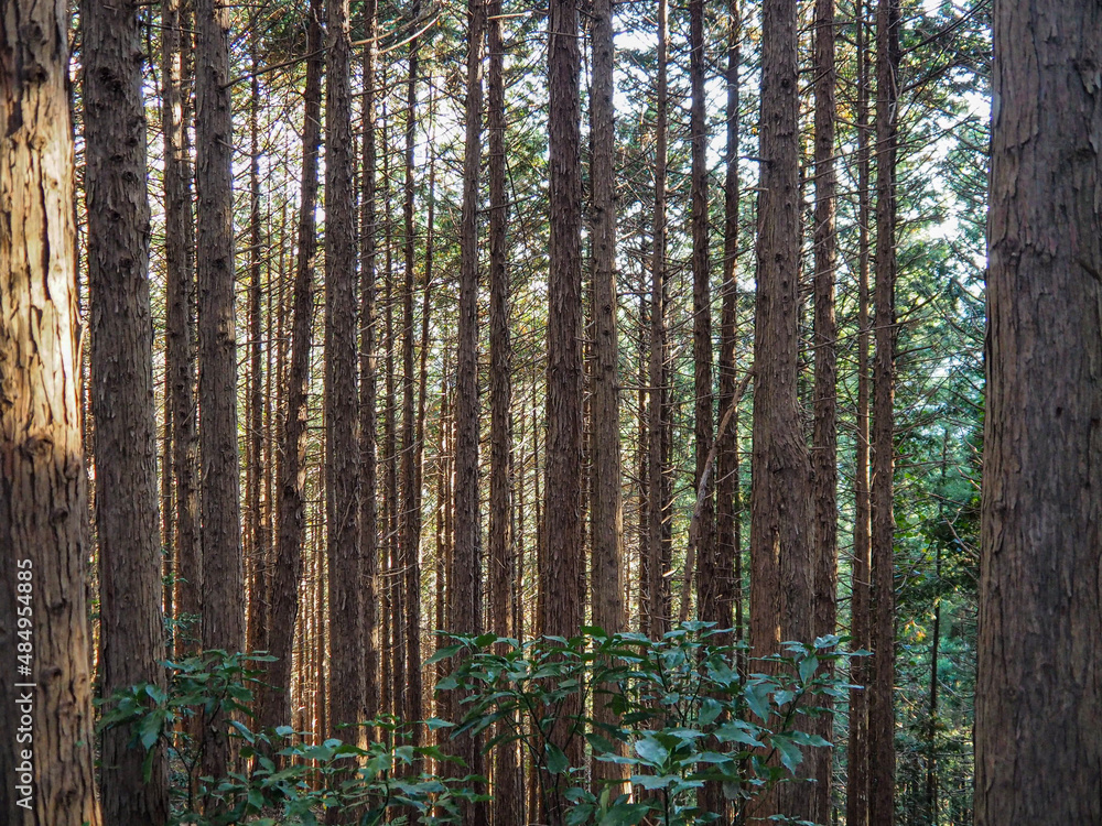 The woody forest - Mount Takao, Tokyo, Japan The woody forest - Mount Takao, Tokyo, Japan