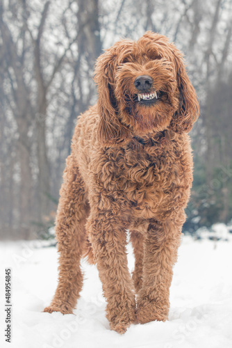 Brown Golden Doodle dog smiling big in the snowy forest.