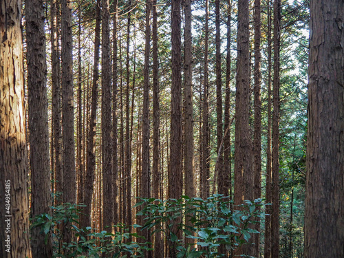 The woody forest - Mount Takao, Tokyo, Japan