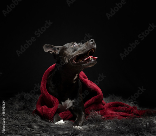 Black on black dog portrait with red material