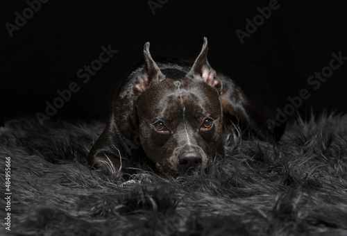 Black on black dog portrait