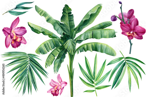 Jungle botanical watercolor illustrations, floral elements. Palm leaves and flower orchid. Tropical leaves set