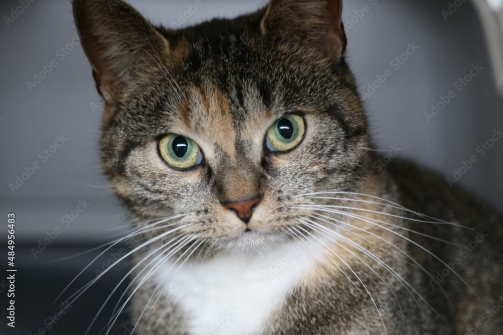 close up portrait of a cat