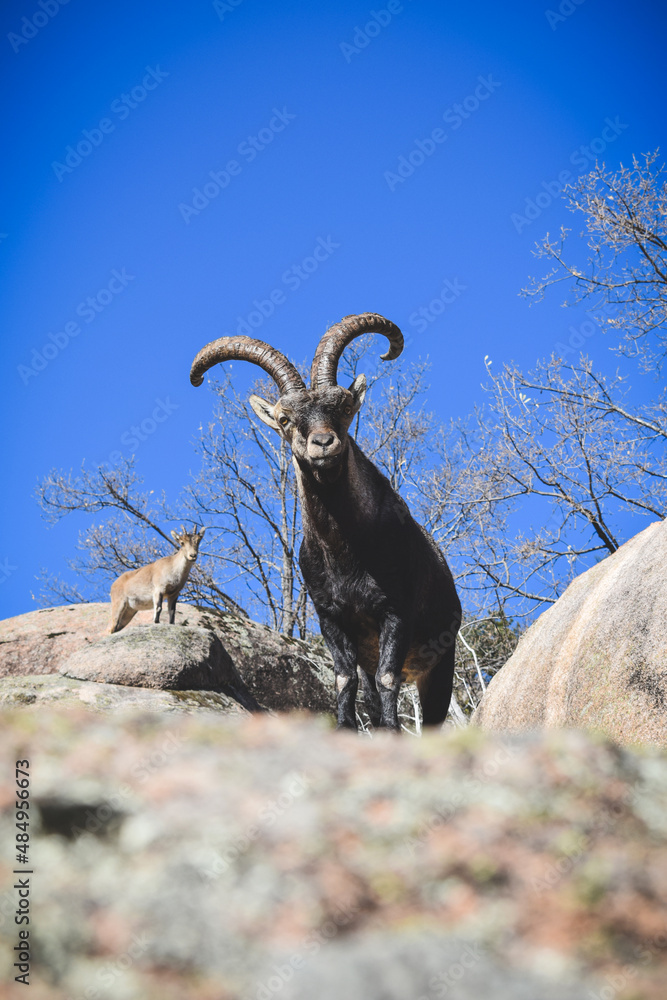 Obraz premium Goats in the middle of nature