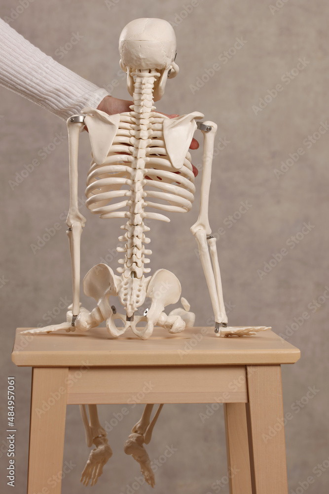 Pure posture correction, uneven shoulders. Doctor and skeleton model