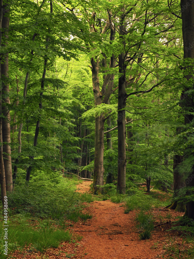 Fototapeta premium Waldweg im niedersächsischen Hügelland