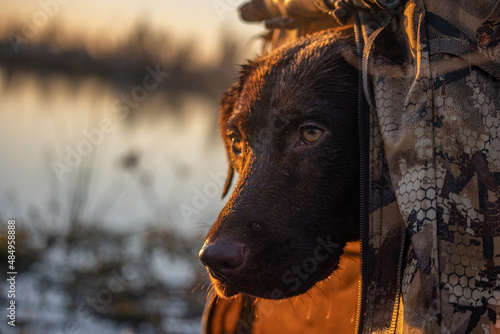 Photography Hunting Dog in Blind