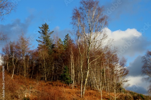 Wallpaper Mural Trees in winter against a blue sky with golden bracken  Torontodigital.ca