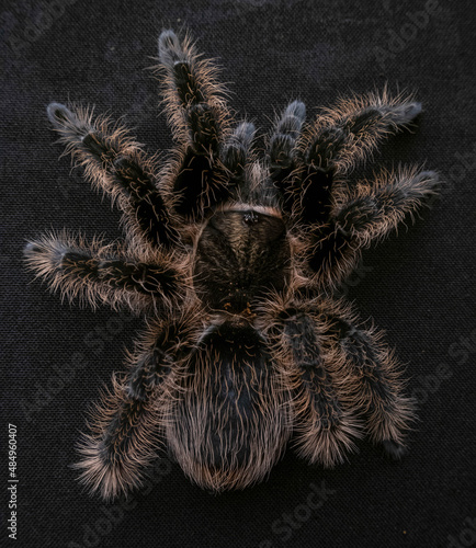 spider macro many paws dark spider on a black background fluffy hairs