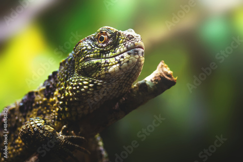 green lizard on a branch